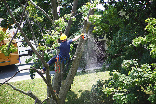 Best Lawn Grading and Leveling  in Campbelltown, PA